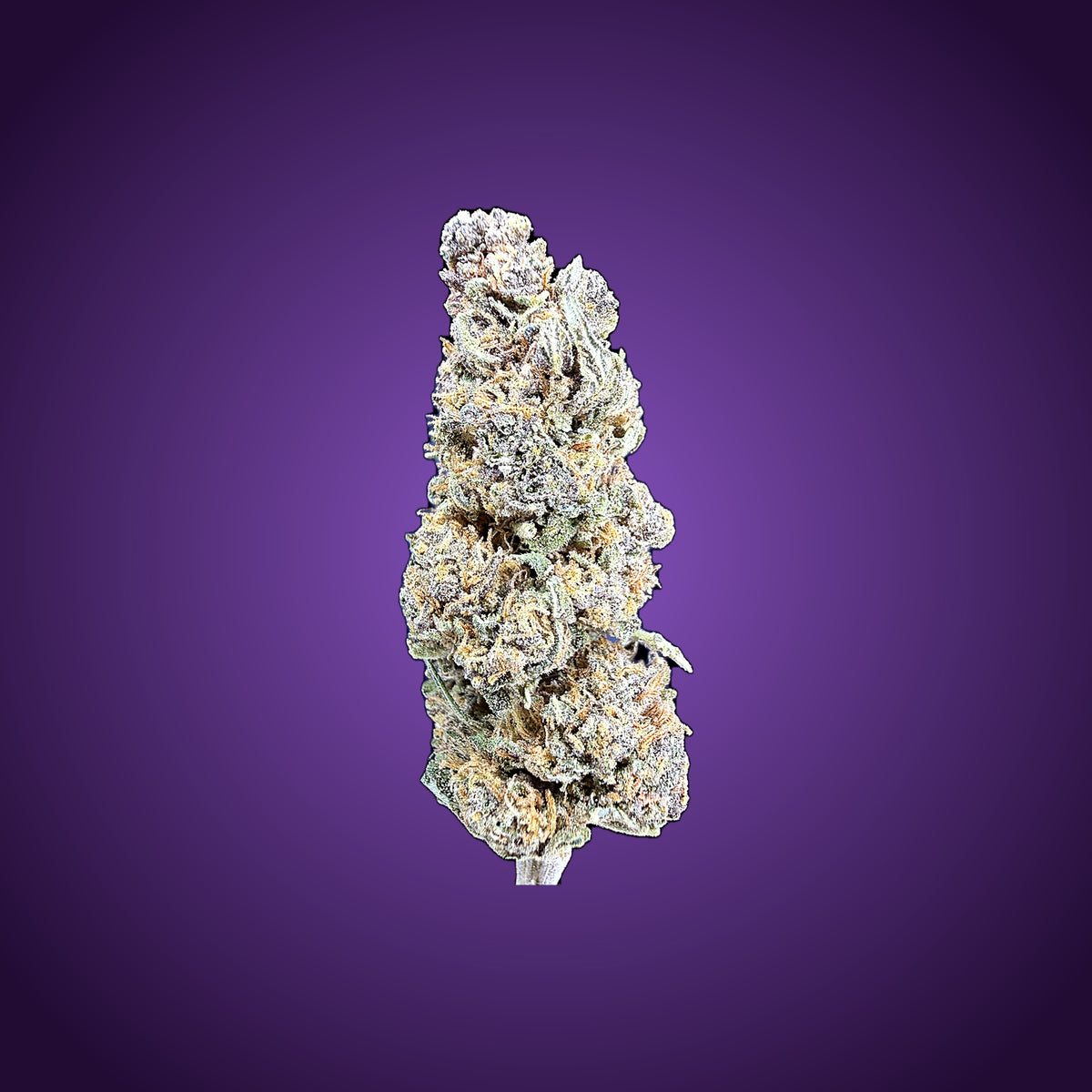 Purple Hindu Kush
